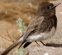 Black Phoebe is also found in the Sonoran Desert