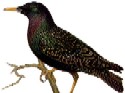 European Starling