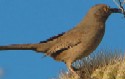 Curve-billed Thrasher