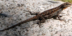 Ornate Tree Lizard