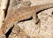 Side-blotched Lizard © by Mike Plagens