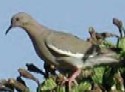 White-winged Dove