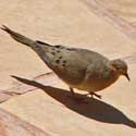 Mourning Dove