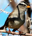 White-crowned Sparrow