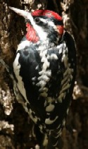 Red-naped Sapsucker