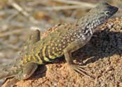 Greater Earless Lizard