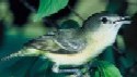 Bell's Vireo