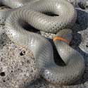 ring-necked snake © by 