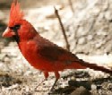 Northern Cardinal