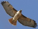 Red-tailed Hawk