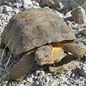 Desert Tortoise © by John Gunn