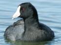 American Coot