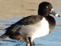 Ring-necked Duck