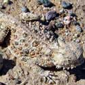 Desert Horned Lizard © by Mike Plagens