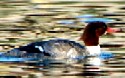 Common Merganser