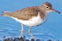 Spotted Sandpiper