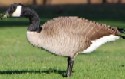 Canada Goose