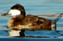 Ruddy Duck