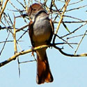 Ash-throated Flycatcher