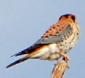 Bird predator of Katydids, American Kestrel, Falco sparverius, © by Mike Plagens