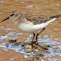 Least Sandpiper