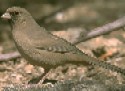 Abert's Towhees common in Sycamore Canyons below 1300m