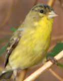 Lesser Goldfinch