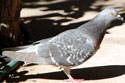 Rock Pigeon