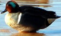 Green-winged Teal