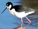 Black-necked Stilt