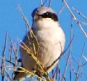 Loggerhead Shrike