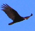 Turkey Vulture