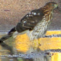 Cooper's Hawk