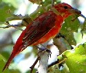 Summer Tanager