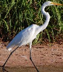 Great Egret