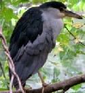 Black-crowned Night-Heron