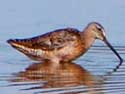 Long-billed Dowitcher