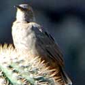 Bendire's Thrasher