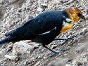 Yellow-headed Blackbird