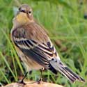 Yellow-rumped Warbler