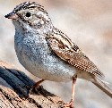 Brewer's Sparrow