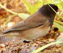 Dark-eyed Junco