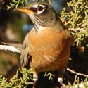 American Robin