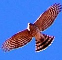 Sharp-shinned Hawk