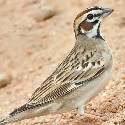 Lark Sparrow