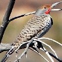 Northern Flicker