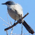 Western Scrub Jay