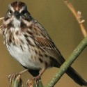 Song Sparrow