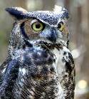 Great-horned Owl