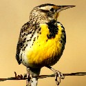 Western Meadowlark